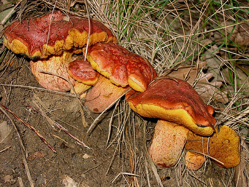 Boletus permagnificus Boletus permagnificus