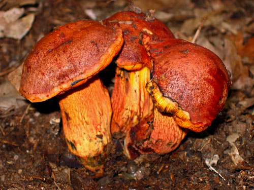 Boletus permagnificus Boletus permagnificus