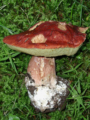 Boletus pinophilus Boletus pinophilus