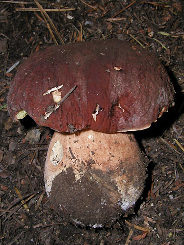 Boletus pinophilus Boletus pinophilus