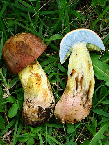 Boletus pseudoregius Boletus pseudoregius