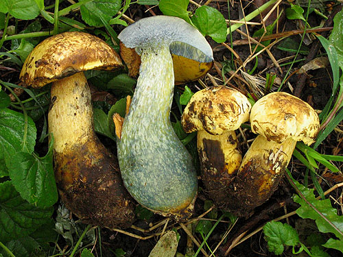 Boletus pseudosulphureus