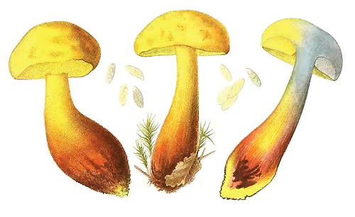 Boletus pseudosulphureus