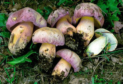Boletus pulchrotinctus Boletus pulchrotinctus