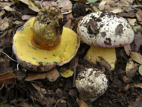 Boletus pulchrotinctus Boletus pulchrotinctus