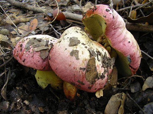 Boletus pulchrotinctus Boletus pulchrotinctus