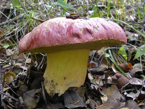 Boletus pulchrotinctus Boletus pulchrotinctus