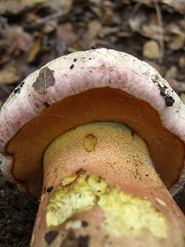 Boletus pulchrotinctus Boletus pulchrotinctus