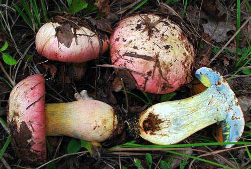 Boletus pulchrotinctus Boletus pulchrotinctus