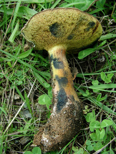 Boletus pulverulentus Boletus pulverulentus