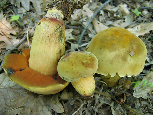 Boletus queletii Boletus queletii