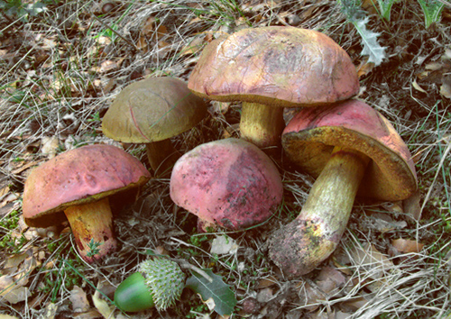 Boletus queletii Boletus queletii