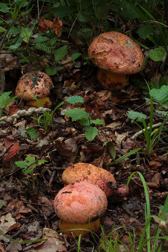 Boletus rhodopurpureus