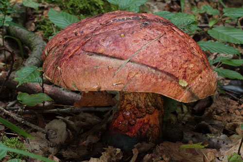 Boletus rhodopurpureus