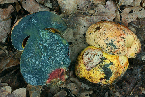 Boletus rhodopurpureus