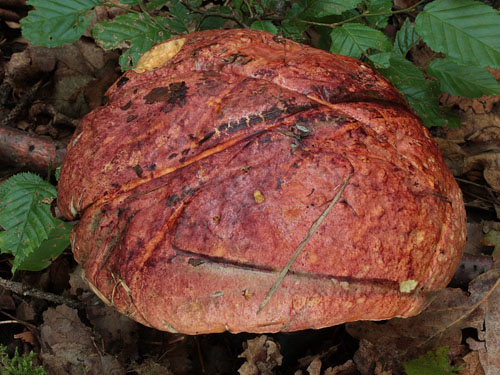 Boletus rhodopurpureus