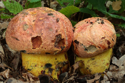 Boletus rhodopurpureus