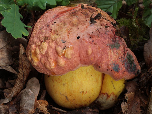 Boletus rhodopurpureus
