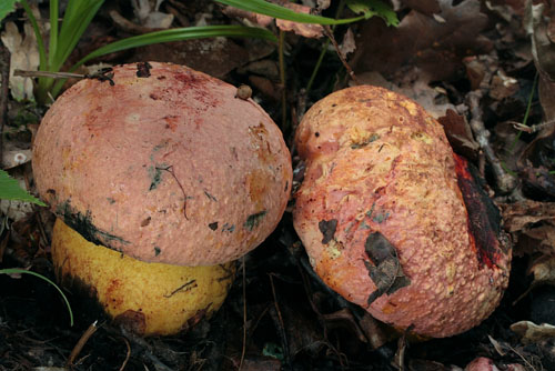 Boletus rhodopurpureus