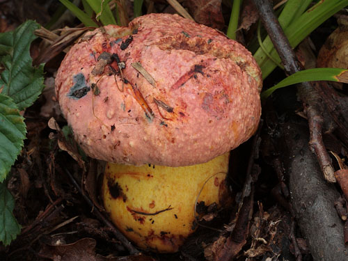Boletus rhodopurpureus