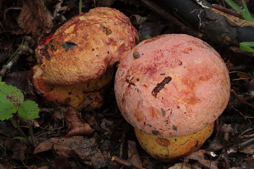 Boletus rhodopurpureus