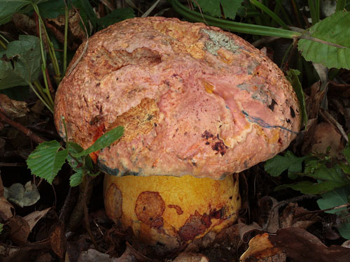 Boletus rhodopurpureus