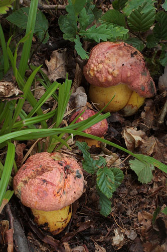 Boletus rhodopurpureus