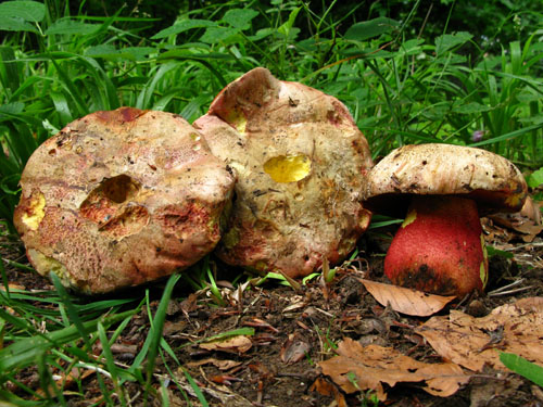 Boletus rhodoxanthus Boletus rhodoxanthus