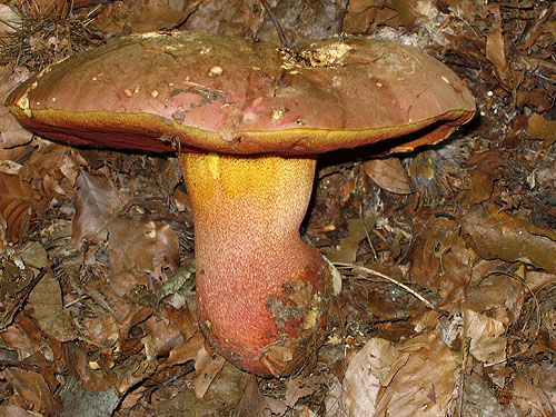 Boletus rhodoxanthus Boletus rhodoxanthus