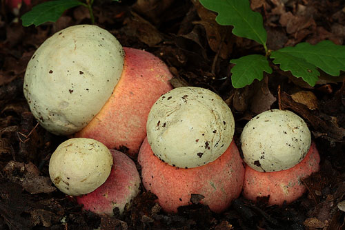 Boletus satanas Boletus satanas