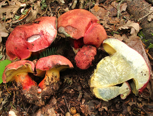 Boletus spretus Boletus spretus