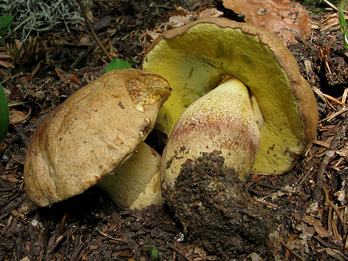 Boletus subappendiculatus