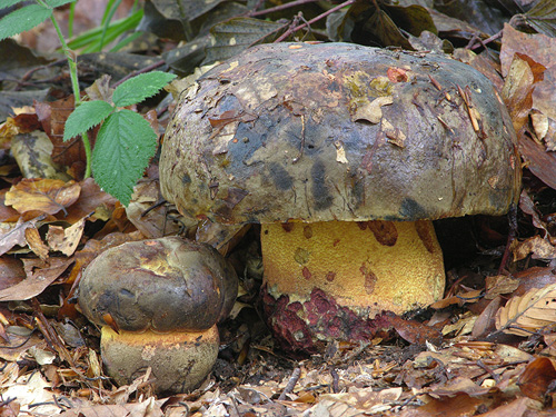 Boletus torosus Boletus torosus