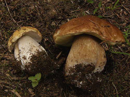 Boletus edulis Boletus edulis