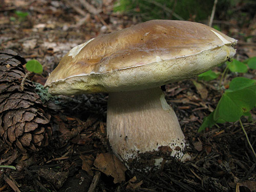 Boletus edulis Boletus edulis