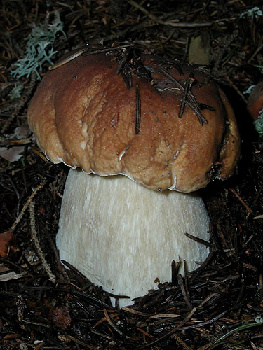 Boletus edulis Boletus edulis