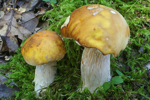 Boletus edulis Boletus edulis