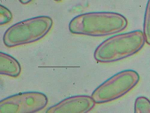 Boletus legaliae Boletus legaliae