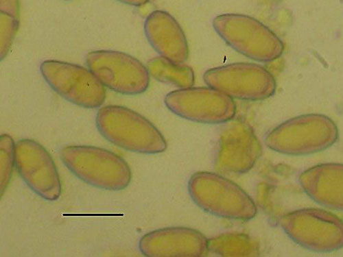 Boletus queletii Boletus queletii