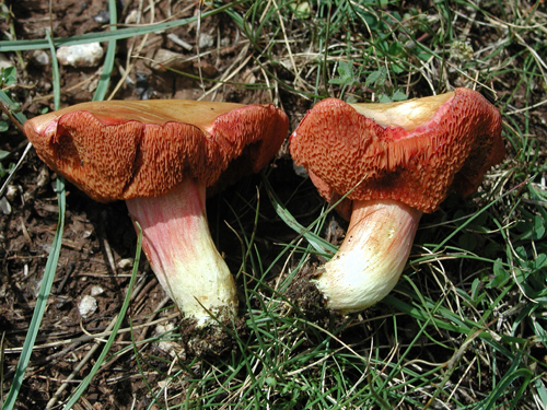 Chalciporus amarellus Chalciporus amarellus