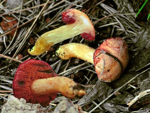 Chalciporus amarellus Chalciporus amarellus