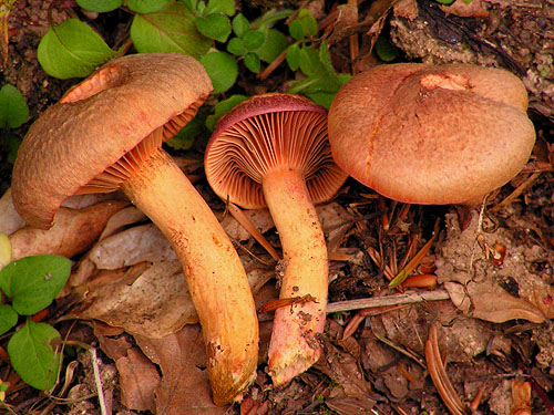 Chroogomhus helveticus Chroogomhus helveticus