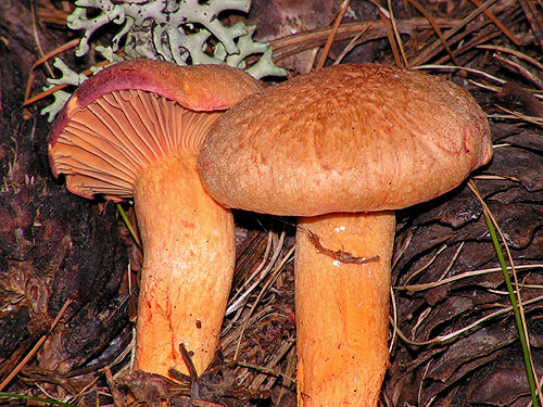 Chroogomhus helveticus Chroogomhus helveticus