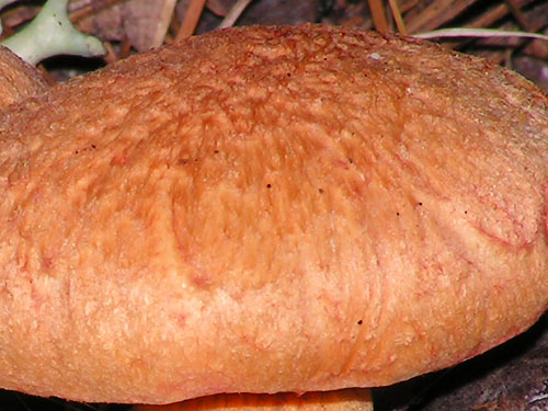 Chroogomhus helveticus Chroogomhus helveticus