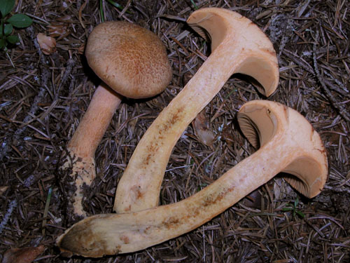 Chroogomhus helveticus Chroogomhus helveticus