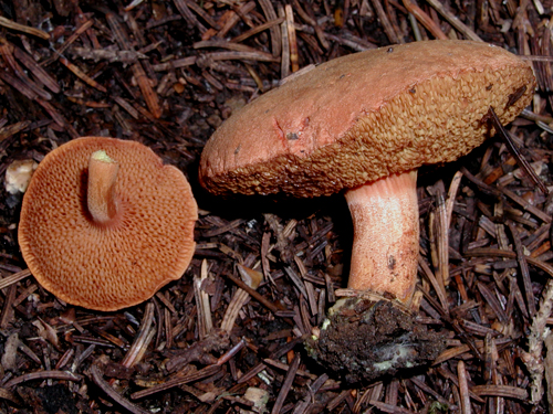 Chalciporus piperatus