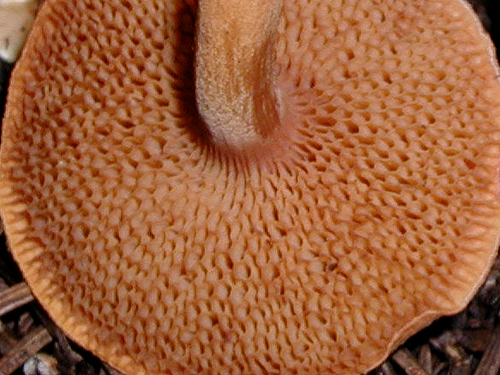Chalciporus piperatus