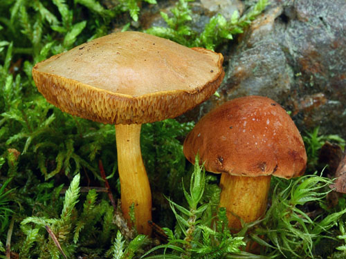 Chalciporus piperatus