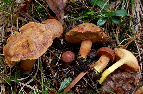 Chalciporus piperatus