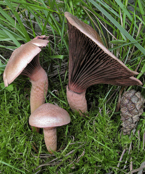 Chroogomphus rutilus Chroogomphus rutilus